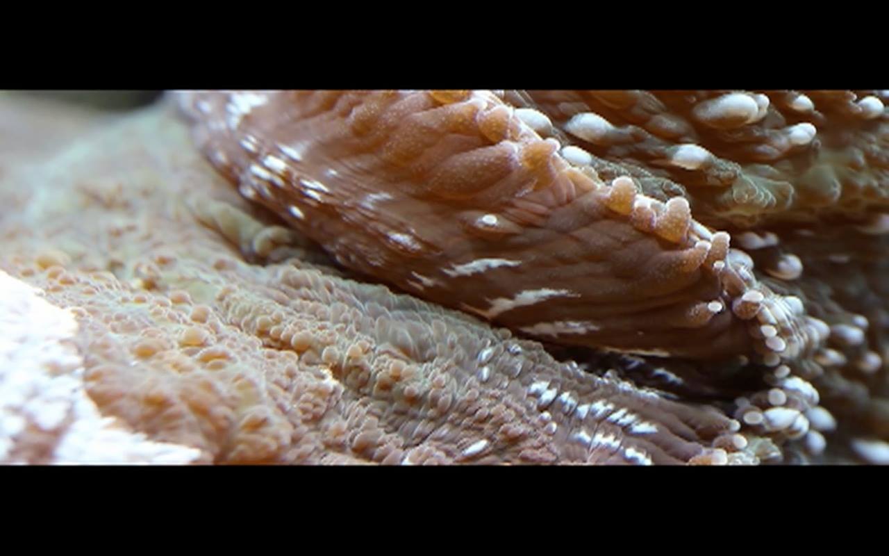 About eggshells and other possible becomings