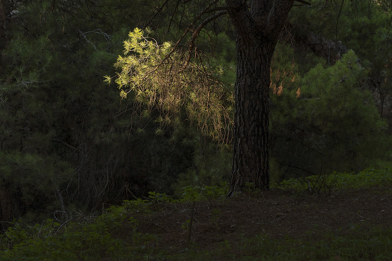 Dear forests, sweet shadows, I come to seek my heart!