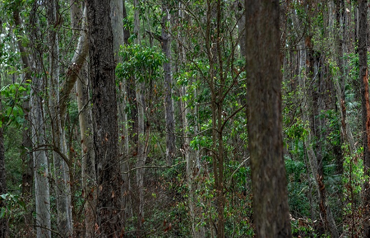 Burning Issues – Merimbula