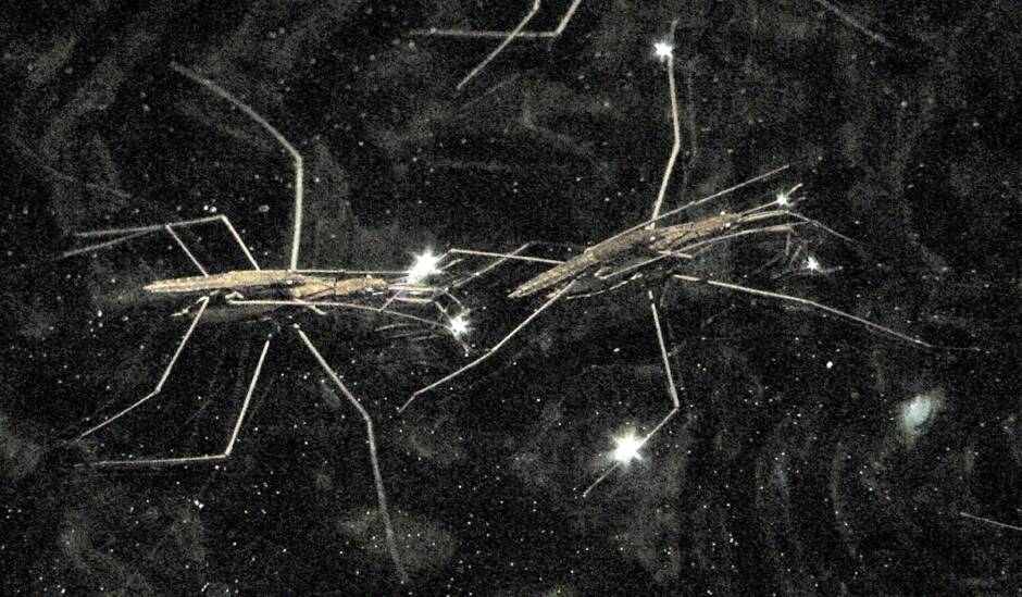 Les Sirènes étaient des femmes oiseaux