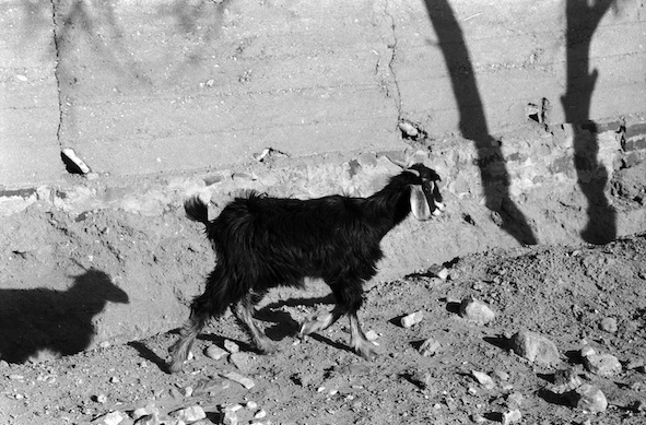 Bestiary: Artefacts, allegories, representations