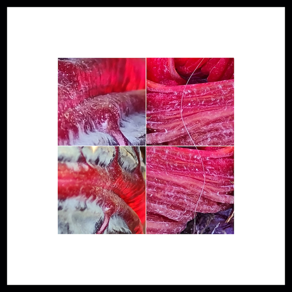 Ο Κήπος των Εσπερίδων