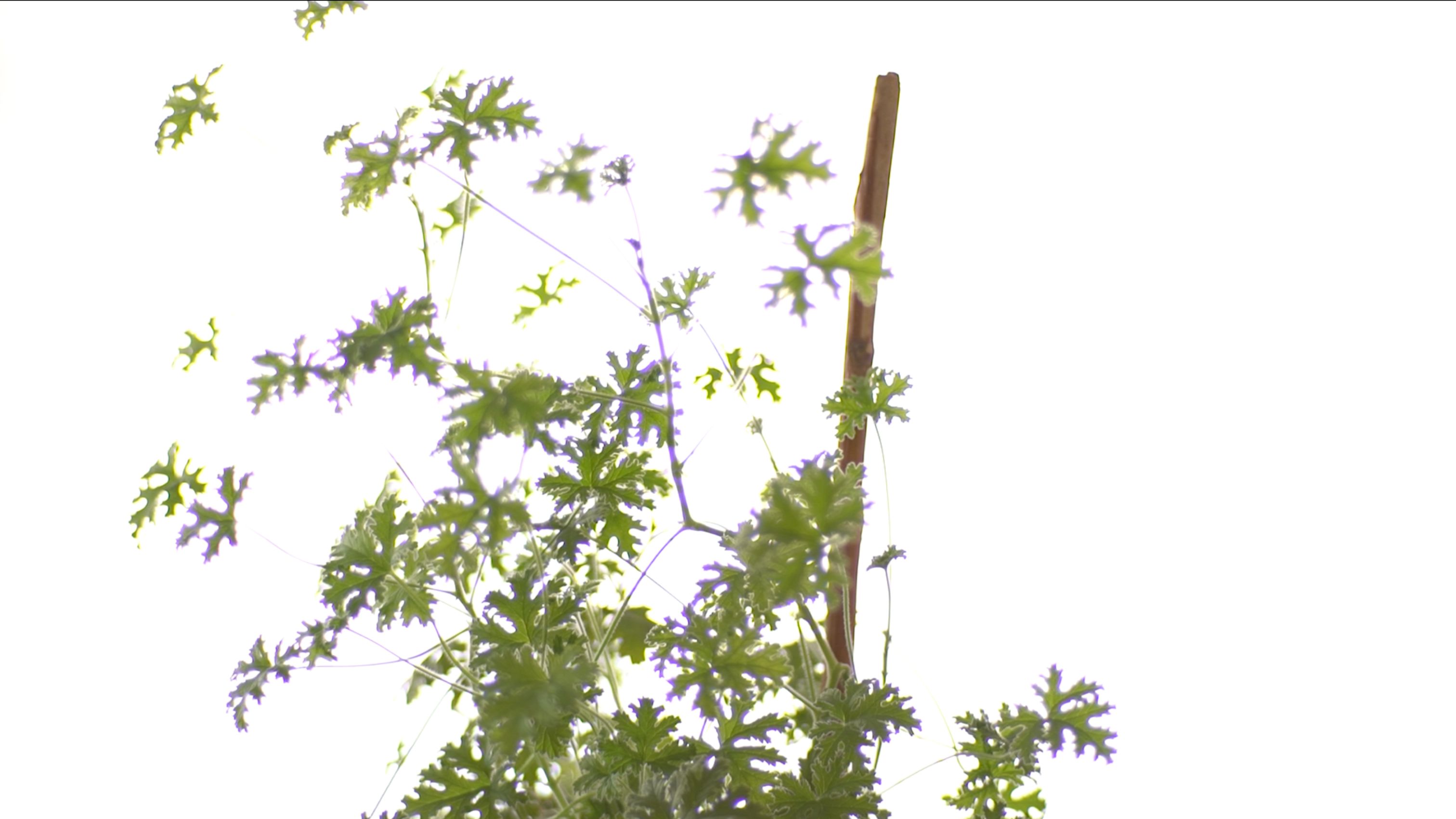  STEP 58 | Exploring the exchanged practices of midwives between Cappadocia and Nea Ionia