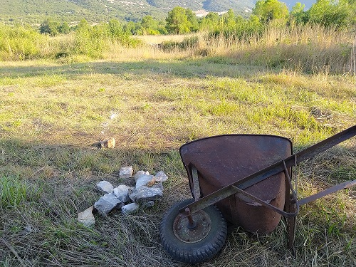 Field Trip: Reforesting